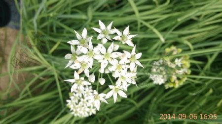 韭菜花图片