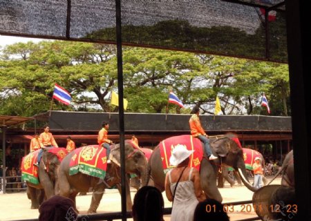 泰国大象图片
