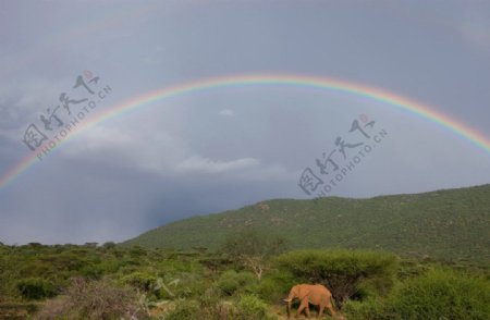 大象肯尼亚图片