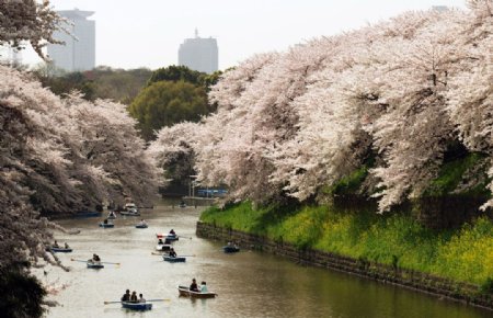 千鸟渊堤坝盛开的樱花图片