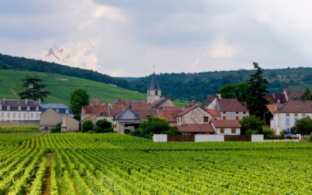 法国第戎郊外葡萄园及村庄图片