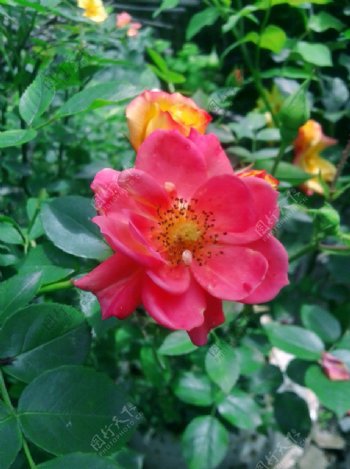 刺玫瑰图片