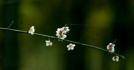 梅花图片