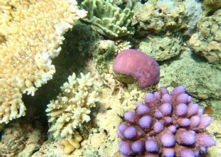 大宝礁的海底景观图片