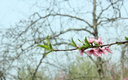 桃花桃叶一朵桃花图片