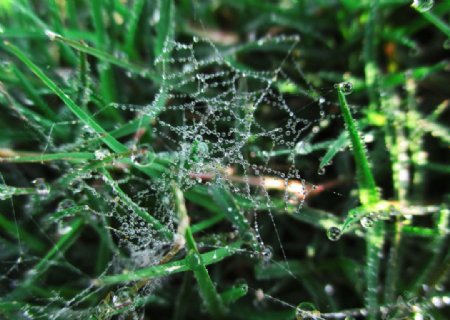 水晶蜘蛛网图片