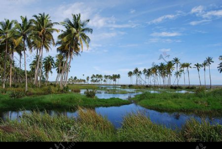 亚齐海岸椰林沼泽地图片