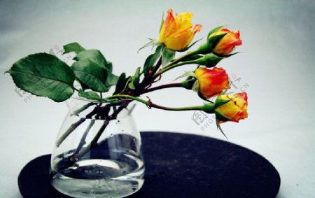 黄色玫瑰含苞欲放图片