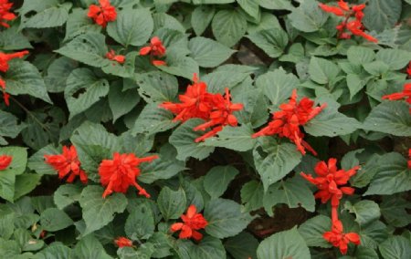 红花绿叶植物图片