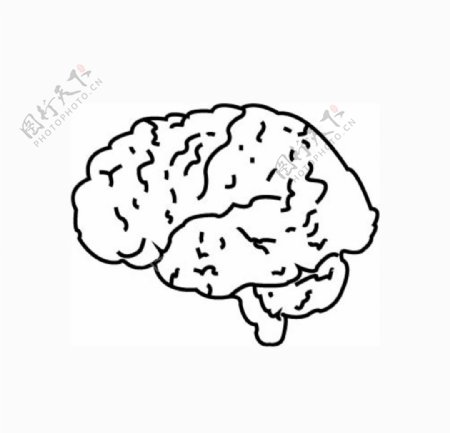 大脑矢量图图片
