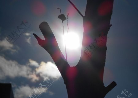 摄影树特写自然风光树图片