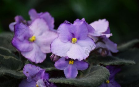紫罗兰图片