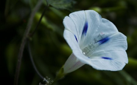 牵牛花喇叭花图片