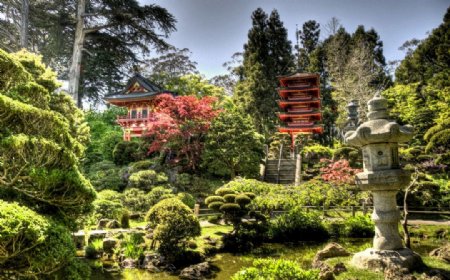 日本茶花园图片