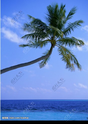 椰子树大海图片
