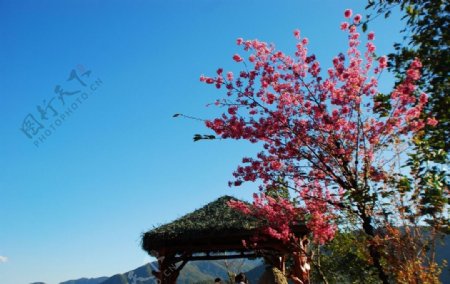 樱花谷观景台图片