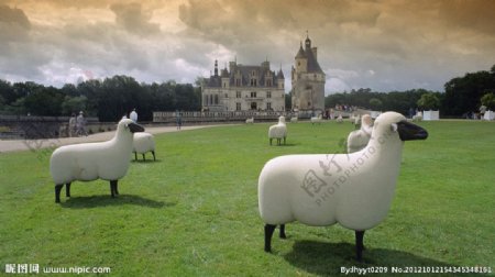 羊在草地上图片
