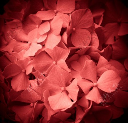 红色鲜花图片