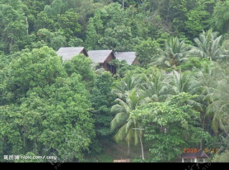 马努尔干岛森林图片