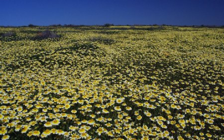 美国加州遍地黄白野花图片
