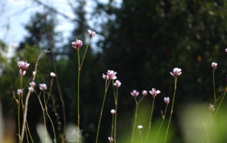 小花图片