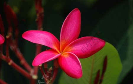 红色紫荆花图片