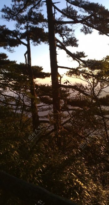 黄昏下的松树图片