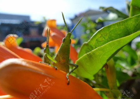螳螂绿蚂蚱图片