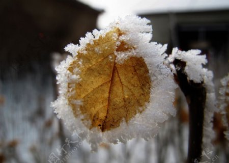 树叶上的积雪图片