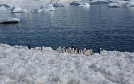 南极半岛企鹅图片