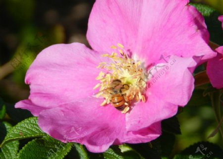 花芯中採蜜的蜂图片