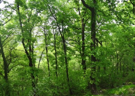 紫蓬山树木图片