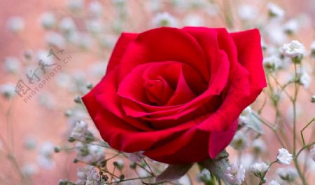 伊拉克国花红玫瑰图片