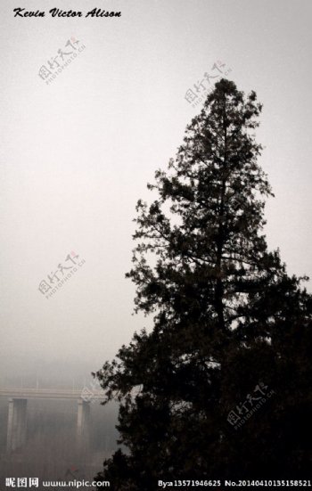 雾都的树图片