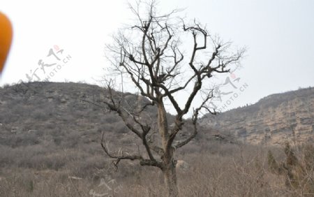 吉县柿子滩柿子树图片
