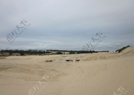 沙漠绿洲边缘的牛群图片