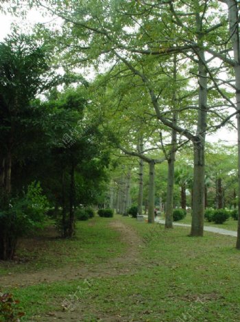 西湖风景图片