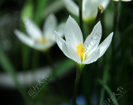 水仙花百花图片