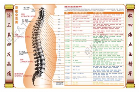 脊柱与相关疾病图图片