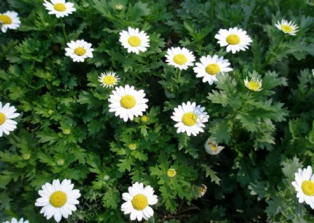 盛开的白菊花图片
