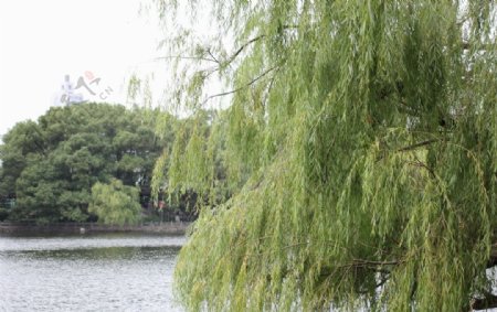 月湖公园湖柳树图片