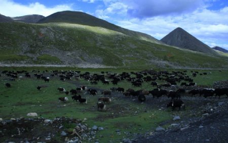 高原上一群牛图片