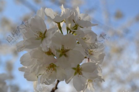 白色樱花特写图片