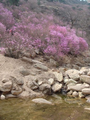 杜鹃花图片