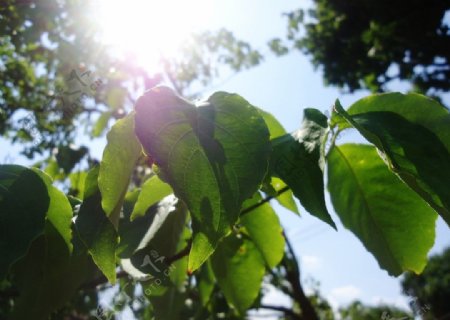 夏日桌面图片