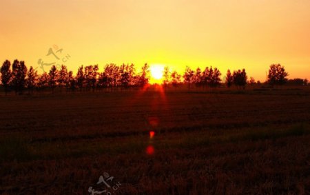 夕阳下的麦田图片