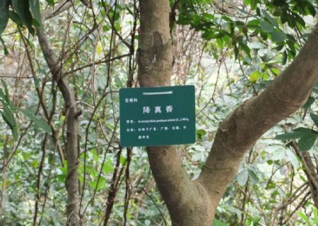 深圳梧桐山降真树图片