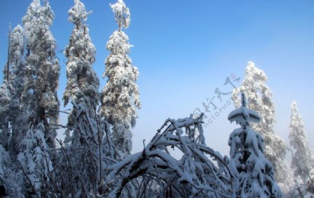 雪景雪树图片