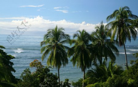 热带旅游海边椰子树图片