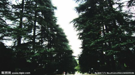 韶山松树图片